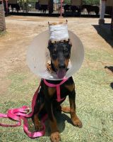 Doberman Pinscher Puppies for sale in Palm Springs, CA, USA. price: NA