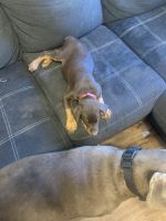 Doberman Pinscher Puppies for sale in Sioux City, IA, USA. price: NA