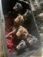 Doberman Pinscher Puppies for sale in Fair Oaks, CA, USA. price: NA