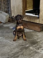 Doberman Pinscher Puppies for sale in Di Giorgio, CA 93203, USA. price: NA