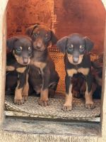 Doberman Pinscher Puppies Photos