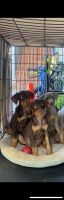 Doberman Pinscher Puppies for sale in University Village, Parking lot, Los Angeles, CA 90007, USA. price: NA