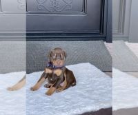 Doberman Pinscher Puppies for sale in Tustin, CA, USA. price: NA