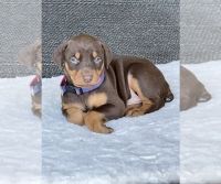 Doberman Pinscher Puppies for sale in Tustin, CA, USA. price: NA