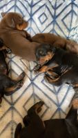 Doberman Pinscher Puppies for sale in Frisco, TX, USA. price: NA