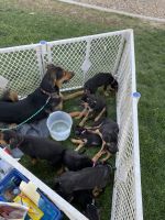 Doberman Pinscher Puppies for sale in W Clarendon Ave, Phoenix, AZ, USA. price: NA