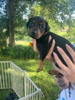 Doberman Pinscher Puppies for sale in N BELL VERNON, PA 15012, USA. price: NA