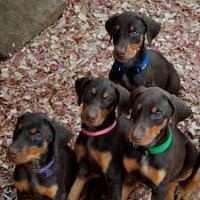 Doberman Pinscher Puppies for sale in 5030 Strasbourg Way, Sacramento, CA 95842, USA. price: NA