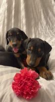 Doberman Pinscher Puppies for sale in Pueblo, CO, USA. price: NA