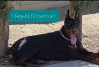 Doberman Pinscher Puppies for sale in Palmdale, CA, USA. price: NA