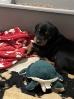 Doberman Pinscher Puppies for sale in Fairport, NY 14450, USA. price: NA