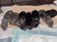 Doberman Pinscher Puppies for sale in Eastlake, OH, USA. price: NA