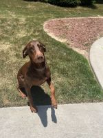 Doberman Pinscher Puppies for sale in Union City, GA 30291, USA. price: NA