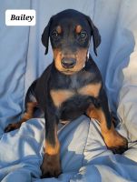 Doberman Pinscher Puppies for sale in Albany, OH 45710, USA. price: NA
