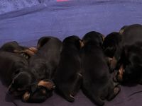 Doberman Pinscher Puppies for sale in Charlotte, NC, USA. price: NA
