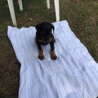 Doberman Pinscher Puppies for sale in Clayton, NC, USA. price: NA