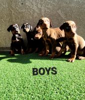 Doberman Pinscher Puppies for sale in Palmdale, CA, USA. price: NA