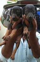 Doberman Pinscher Puppies for sale in Thoothukudi, Tamil Nadu, India. price: 10000 INR