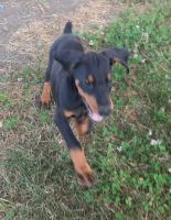 Doberman Pinscher Puppies for sale in Foraker, IN 46526, USA. price: NA
