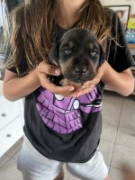 Doberman Pinscher Puppies for sale in Southern California, CA, USA. price: NA