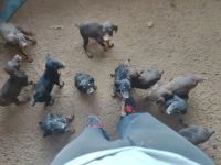 Doberman Pinscher Puppies for sale in Yucca Valley, CA 92284, USA. price: NA