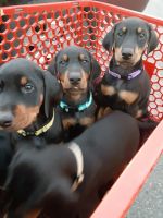 Doberman Pinscher Puppies for sale in Orange, VA 22960, USA. price: NA