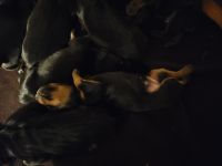 Doberman Pinscher Puppies for sale in Catalina, AZ 85739, USA. price: NA