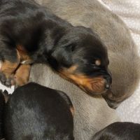 Doberman Pinscher Puppies for sale in Bakersfield, CA 93314, USA. price: NA