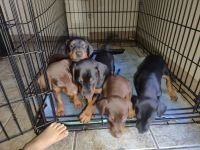 Doberman Pinscher Puppies for sale in Austintown, OH, USA. price: NA