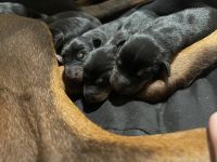 Doberman Pinscher Puppies for sale in Thornton, CO, USA. price: NA