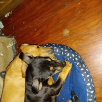 Doberman Pinscher Puppies for sale in 1970 Frisco Ave, Memphis, TN 38114, USA. price: NA