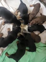 Doberman Pinscher Puppies for sale in Gainesville, GA 30506, USA. price: NA