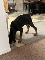 Doberman Pinscher Puppies for sale in Fresno, CA, USA. price: NA