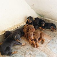 Doberman Pinscher Puppies for sale in Vadapalani, Chennai, Tamil Nadu, India. price: 8000 INR