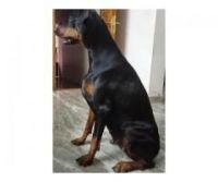 Doberman Pinscher Puppies for sale in A C S MEDICAL COLLEGE AND HOSPITAL, Tamil Nadu 600077, India. price: NA