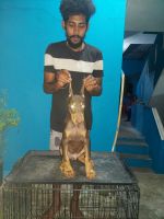 Doberman Pinscher Puppies for sale in Manali New Town, Manali, Chennai, Tamil Nadu, India. price: 30000 INR