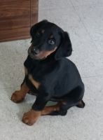 Doberman Pinscher Puppies for sale in Ajmer, Rajasthan, India. price: 18000 INR