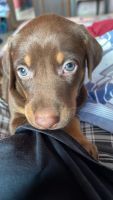 Doberman Pinscher Puppies for sale in Thane, Maharashtra, India. price: 1 INR