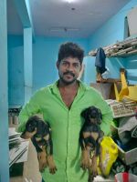 Doberman Pinscher Puppies for sale in Pudupet, Komaleeswaranpet, Egmore, Chennai, Tamil Nadu 600002, India. price: NA