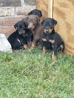 Doberman Pinscher Puppies for sale in Oklahoma City, OK, USA. price: $800