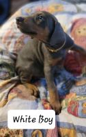 Doberman Pinscher Puppies for sale in Palestine, TX, USA. price: $1,500