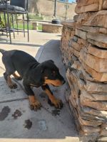 Doberman Pinscher Puppies for sale in Eastvale, CA, USA. price: $1,500