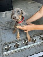 Doberman Pinscher Puppies for sale in Shanks, WV 26757, USA. price: $600