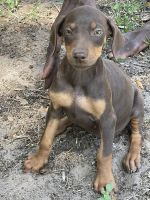 Doberman Pinscher Puppies for sale in Orlando, FL, USA. price: $500