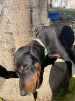 Doberman Pinscher Puppies for sale in San Marcos, CA 92078, USA. price: NA