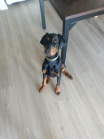 Doberman Pinscher Puppies for sale in Los Angeles, CA, USA. price: $2,000
