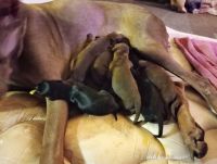 Doberman Pinscher Puppies for sale in Tacoma, WA, USA. price: $900