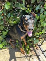 Doberman Pinscher Puppies for sale in Los Angeles, CA, USA. price: $300