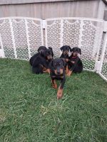 Doberman Pinscher Puppies for sale in Coalville, UT 84017, USA. price: $1,200