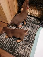 Doberman Pinscher Puppies for sale in Benton, LA 71006, USA. price: $400